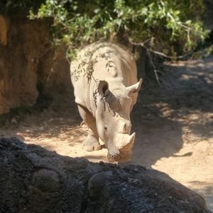 Meet your Posher, Leon